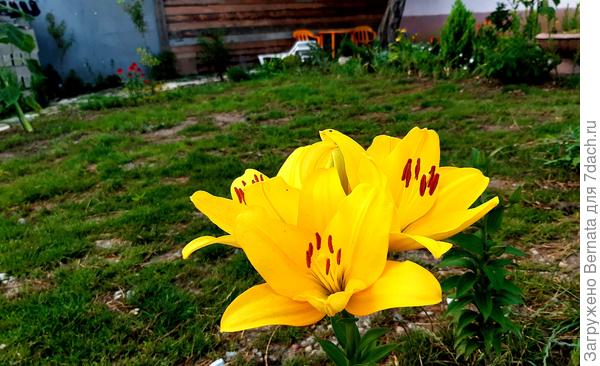 Чтобы не было скучно, вокруг газона растут цветы...