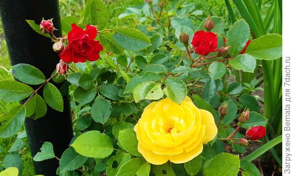 Розочки-плетучки