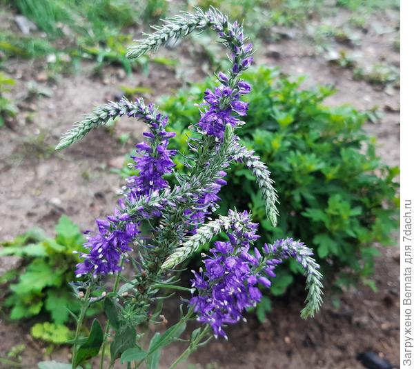 Любимая вероника