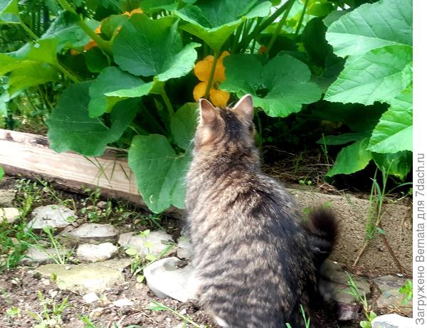 Где спрятался патиссон?