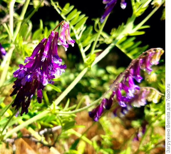 Мышиный горошек