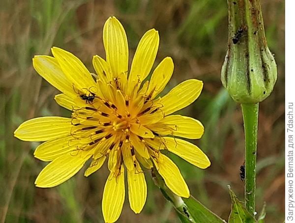 Козлобородник