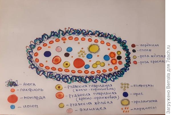 Вот такая получилась схема, похожая на инфузорию-туфельку под микроскопом:))) Цветными карандашами показала одновременно цветущие растения