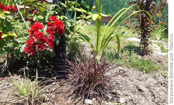 Под столбом осока и пеннисетум