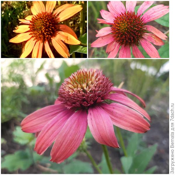 Разные стадии цветения... Меняется не только цвет, но и форма