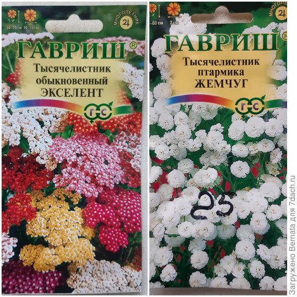 В этом году цвести , скорее всего, ещё не будут...