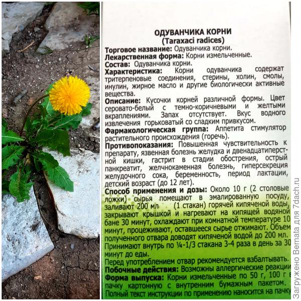 Одуванчик