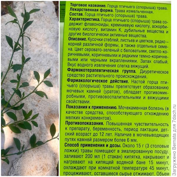 Спорыш или птичий горец