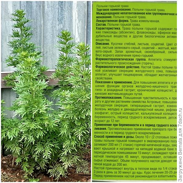 Полынь