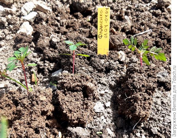 Комочки грунта с махонькими бархатцами