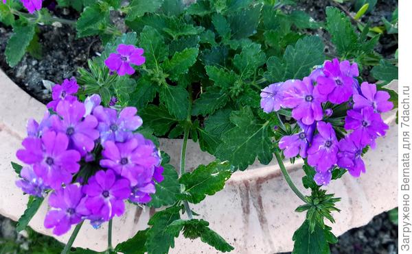 Вербена Tapien Violet
