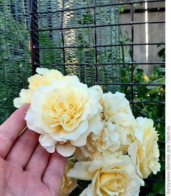 Для меня является минусом то, что Эльф сам не освобождается от увядших лепестков и эти цветки требуется постоянно обрезать