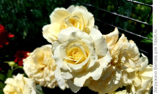 Белая крупноцветковая плетистая роза Эльф – сильнорослый куст, обильного цветения. В международной классификации причислена к клаймберам. Официальные названия в разных странах: Elfe, Frаncine Jordi, L Аlcаzar
