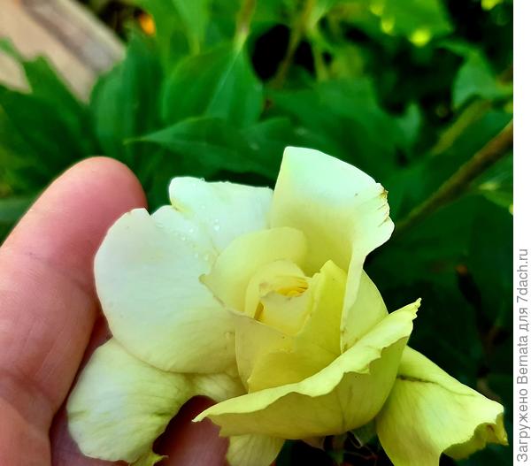 Мне очень нравится такой  цвет бутонов у Эльфа