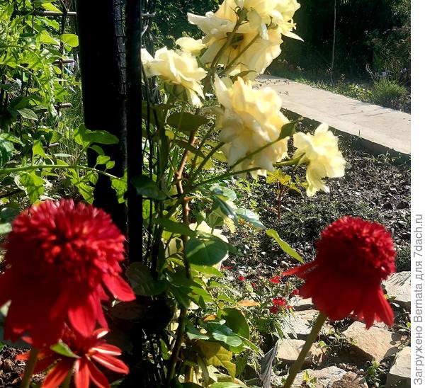 Сначала у ног белой розы я посадила красную эхинацею...