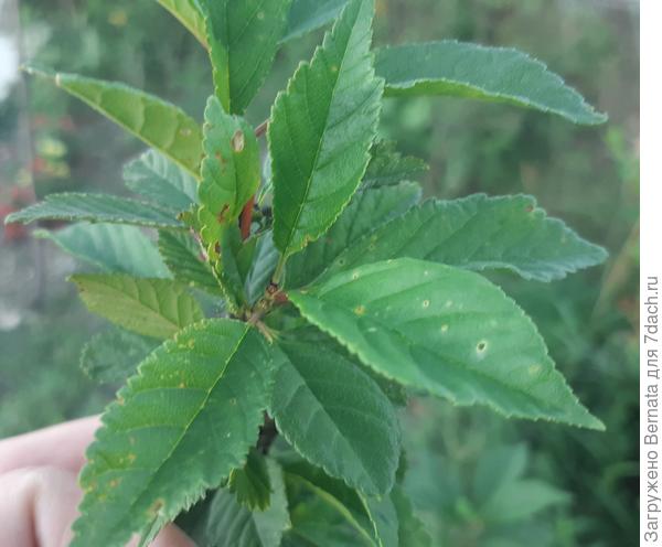 Вот луизеания... И не блестящие вовсе...