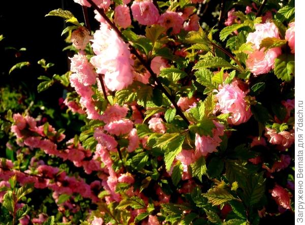 Войлочную вишню никогда не видела, сравнить не могу