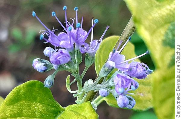Не от Феи, конечно....