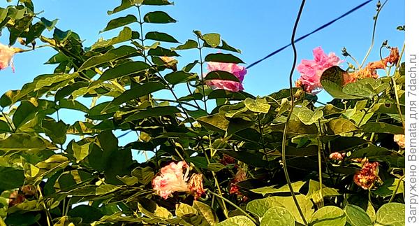 Высота забора 2,35, а она уже почти на метр свисает вниз...