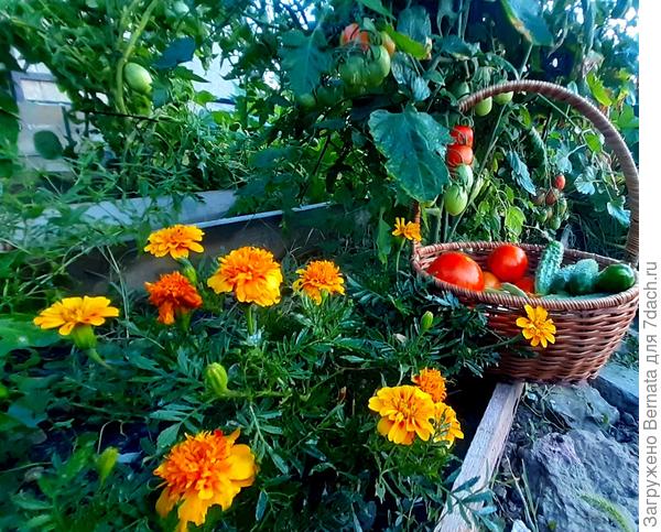 Зато на огороде они смотрятся шикарно, особенно такие низкорослые сорта, как Фламенко