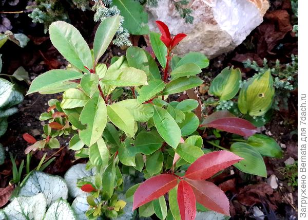 Фотиния смотрится, как единый кустик