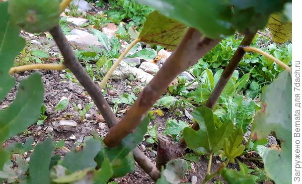 Инжир трех сортов