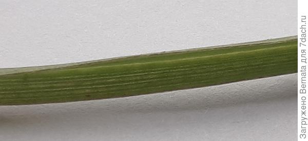 Лист макросъемка