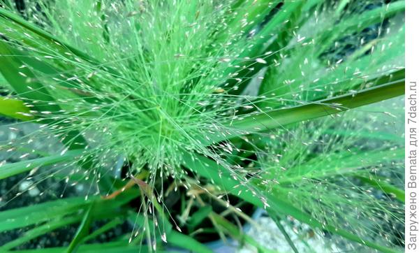 Листья шириной 1 см