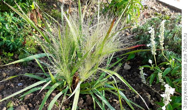 Уже и посадила:)