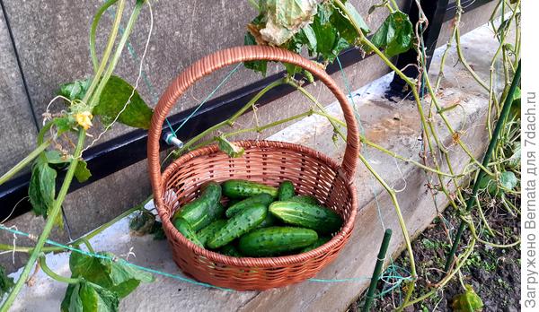 Плети огурцов превратились от ветра в тряпочки-верёвочки... Так что, скорее всего, сегодня собрала уже последние в этом сезоне...