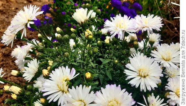 Вот эта... На тыльной стороне лепестков небольшой фиолетовый отлив