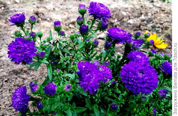 Такая же низкая. Фиолетовая с синим отливом