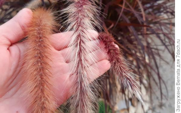 Три степени созревания семян - слева созревший, справа только распустившийся