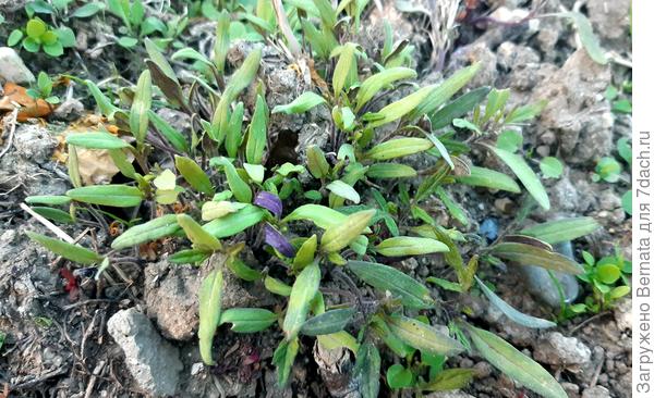 Вот они... Полно по всем грядкам...