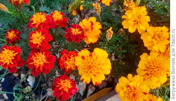 Цветы отличаются и по цвету, и по размеру, как на соседних кустиках, так и на одном растении