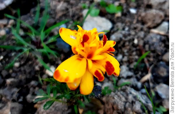 "Наследник" - парень, выросший из самосева