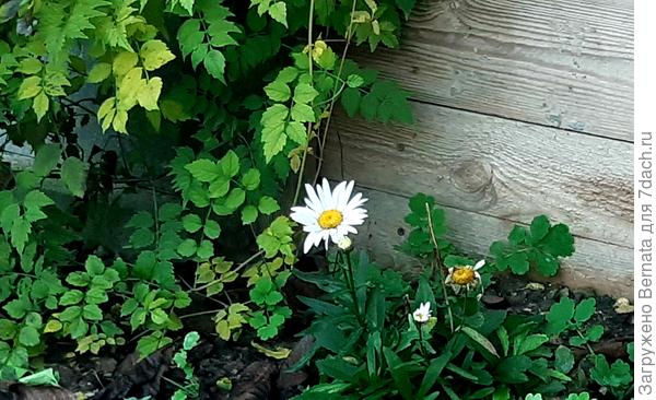 У ног кампсиса