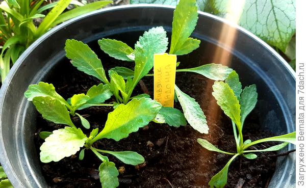 Вот они,  мои пять "мадонночек":)