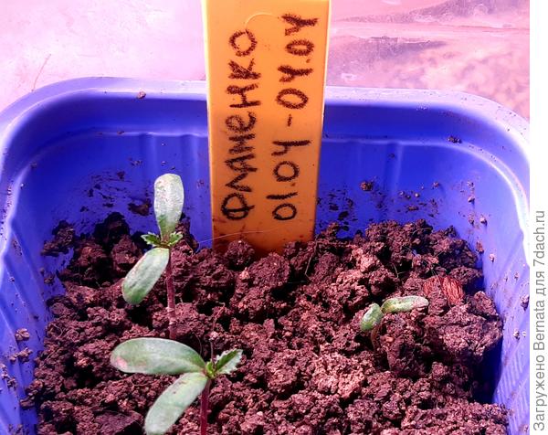 Вот они - всходы бархатцев