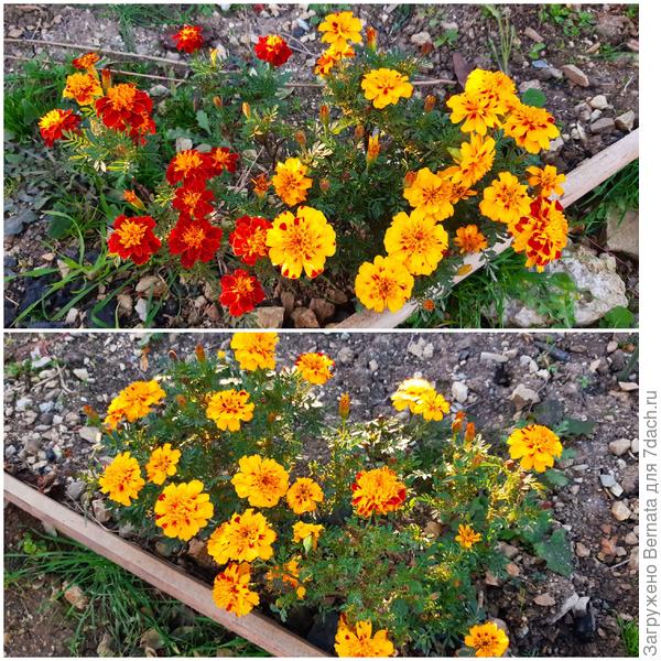 Четыре кустика первого посева