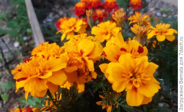 18 октября- разве не красота?:)