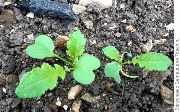 19 сентября- у Русского Размера уже по два листика