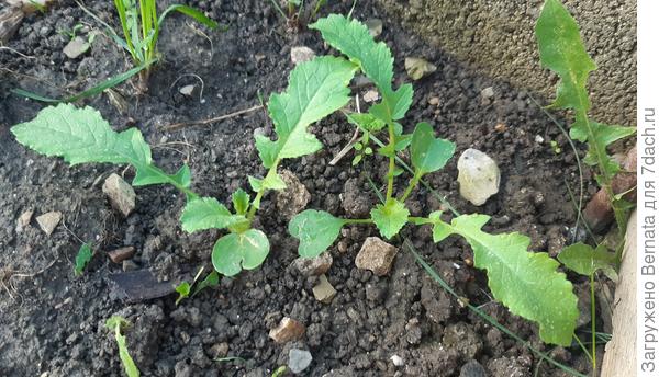 27 сентября - почти что пальма:))