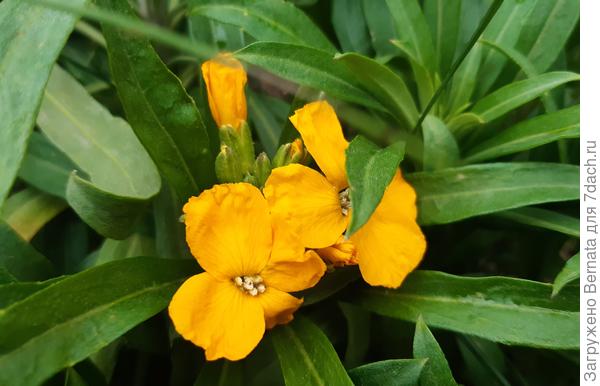 А должна цвести в апреле....