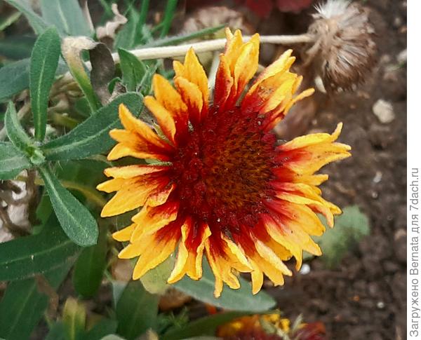 Декабрьское солнышко