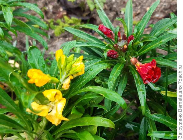 Всем в подарок декабрьская лакфиоль