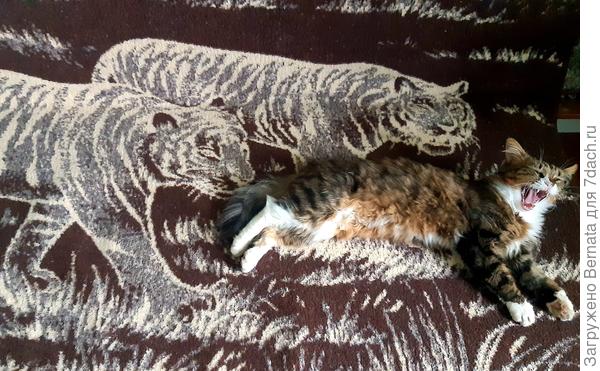 Фото в продолжение тигриной темы:))