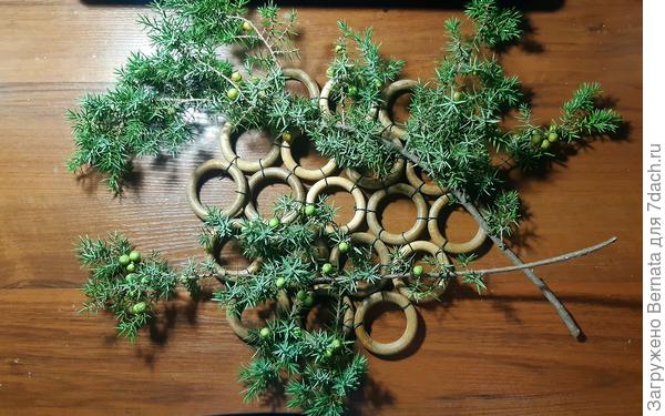 Обычно ягоды на этом виде можжевельника зимой красные, но в этом году зима тёплая, они не торопятся краснеть