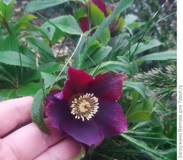 И конечно мои новогодние "звезды" - морозники