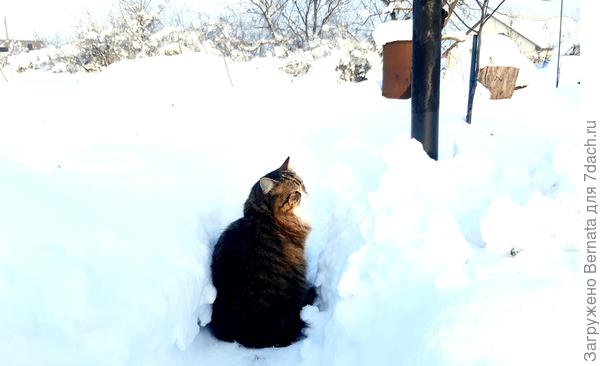 Почему боковые тропинки не расчистили?